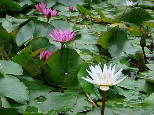 新北投一日遊13.jpg