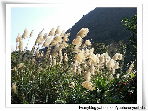 陽明山~~閒逛.11.jpg