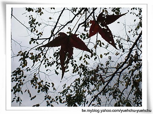 大安森林公園~~樹木篇10.jpg