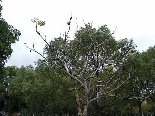 大安森林公園~~樹木篇14.jpg