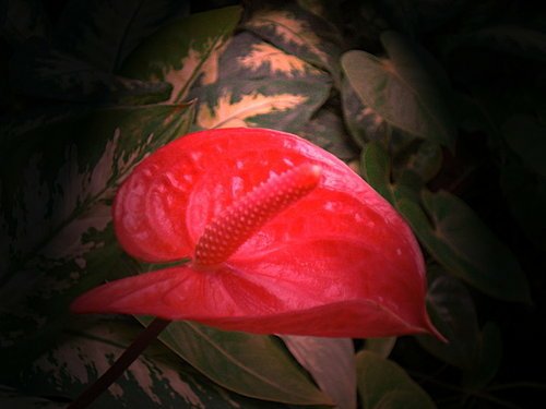 一ㄓ獨秀08.jpg