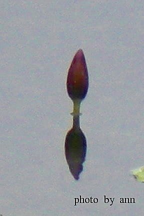 春蓮01.jpg