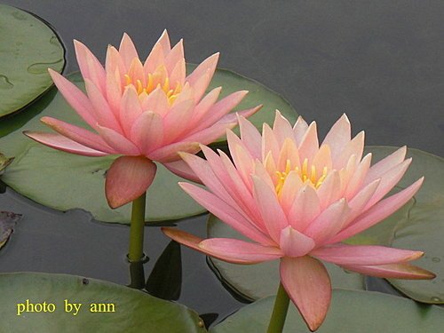 春蓮04.jpg