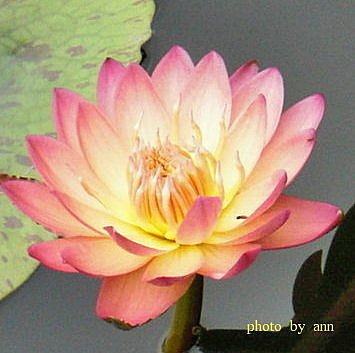 春蓮07.jpg