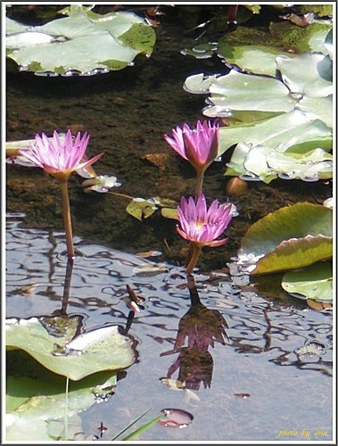 溫泉鄉的蓮花02.jpg