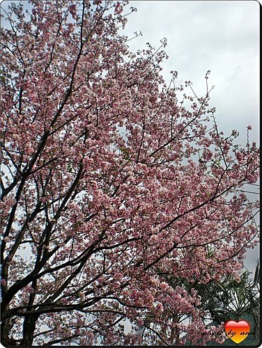 淡水天元宮賞花04.jpg