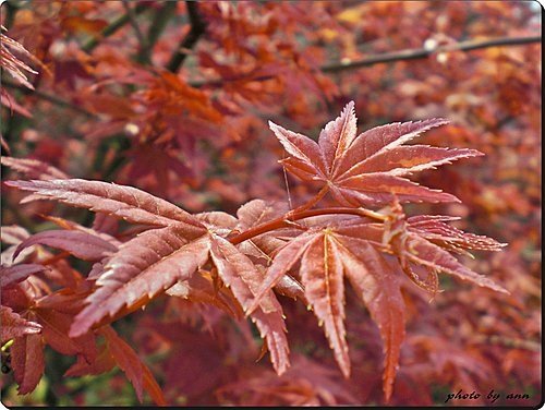 淡水天元宮賞花09.jpg