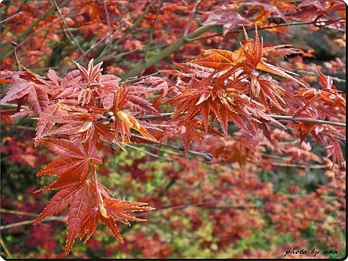 淡水天元宮賞花10.jpg