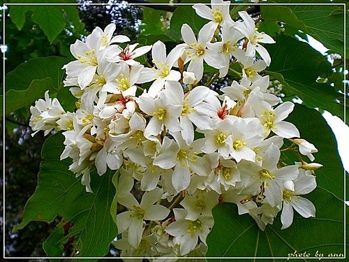 市中心也可賞桐花06.jpg