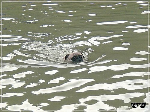 靈犬戲水(一)～勇渡碧潭04.jpg