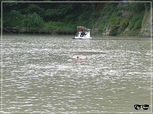 靈犬戲水(二)～你丟我撿02.jpg