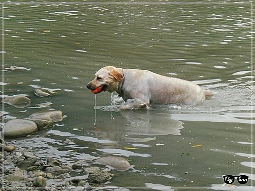 靈犬戲水(二)～你丟我撿05.jpg