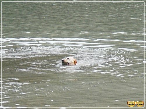 靈犬戲水(二)～你丟我撿08.jpg