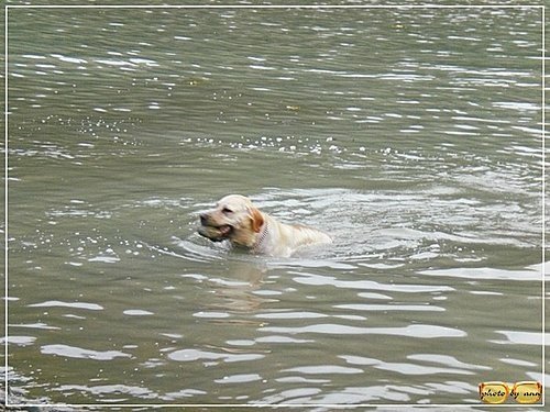 靈犬戲水(二)～你丟我撿10.jpg