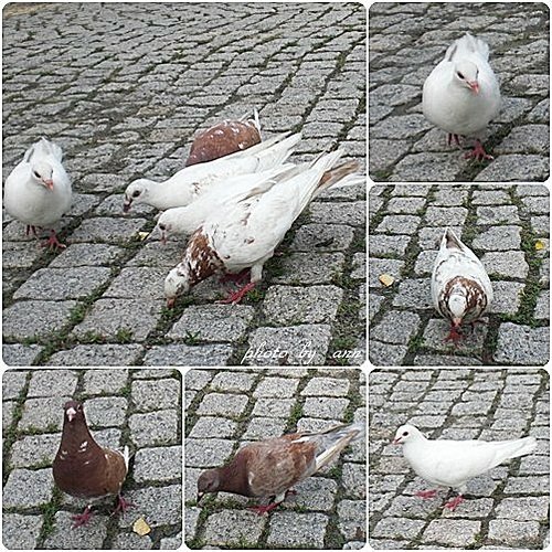 在台中公園的午后13.jpg