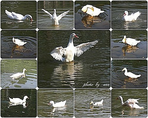 在台中公園的午后14.jpg
