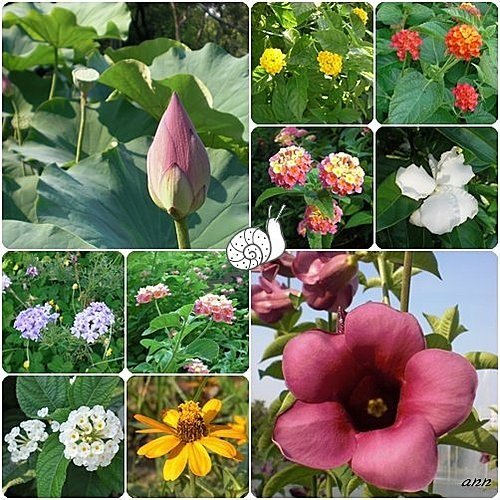 在台中公園的午后15.jpg