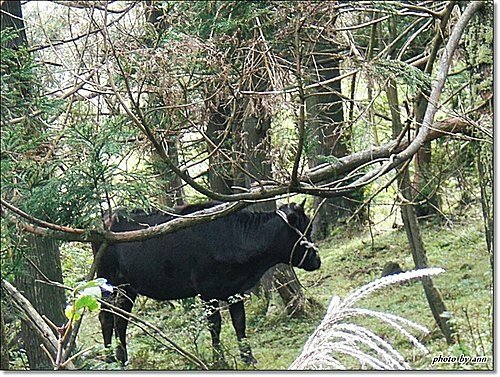 小油坑.擎天崗.冷水坑看山%26;賞秋芒16.jpg