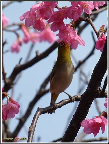 山櫻花與綠繡眼04.jpg
