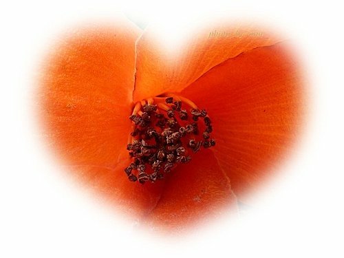 木棉花開13.jpg