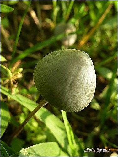 野菇寫真03.jpg