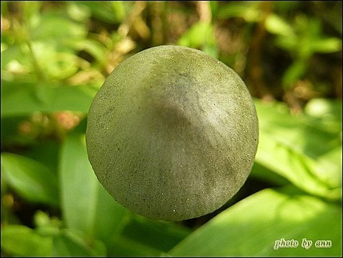 野菇寫真05.jpg