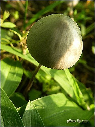 野菇寫真06.jpg