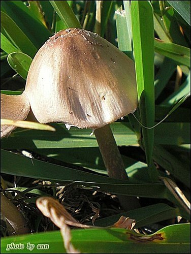 野菇寫真07.jpg