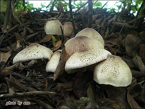野菇寫真12.jpg
