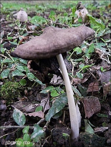 野菇寫真18.jpg