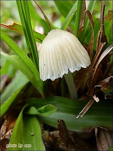 野菇寫真23.jpg