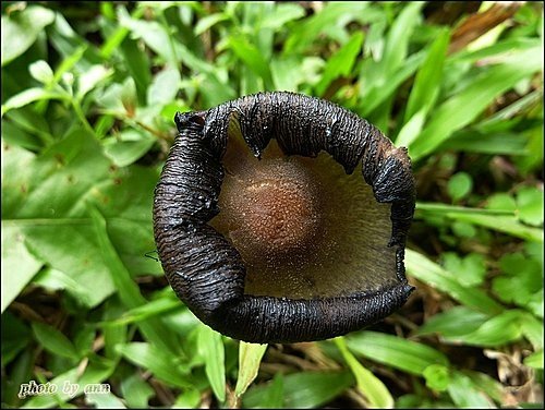 野菇寫真25.jpg