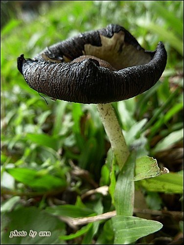 野菇寫真26.jpg