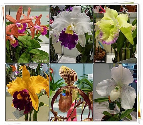 2010春季蘭花展%26;原石油墨點畫展08.jpg