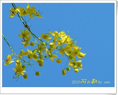 今夏阿勃勒28.jpg