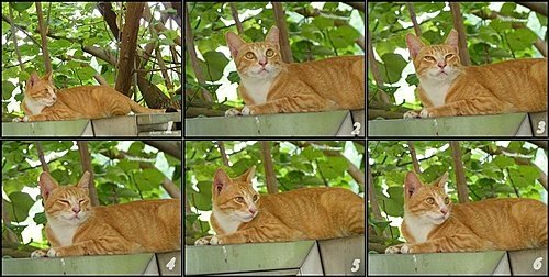 貓咪寫真01.jpg