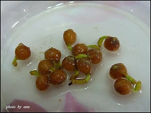 爆盆~~萬兩金種子盆栽02.jpg