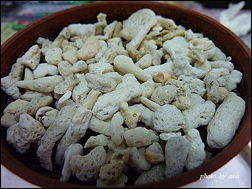 爆盆~~萬兩金種子盆栽04.jpg