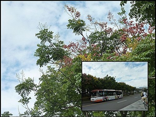 花博試營運側拍02.jpg