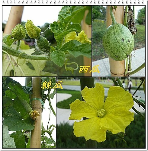 花博試營運側拍17.jpg