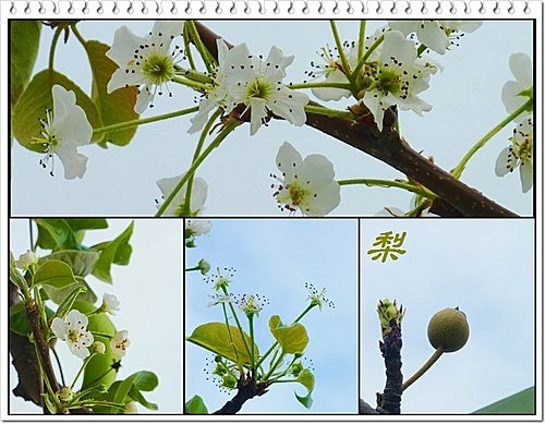 花博試營運側拍19.jpg