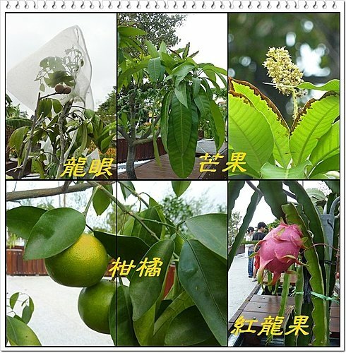 花博試營運側拍20.jpg