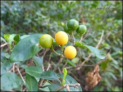 校園生態(二)16.jpg
