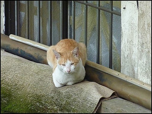 陽明山閒逛(二)03.jpg