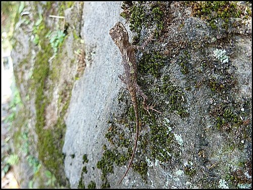 陽明山閒逛(二)18.jpg