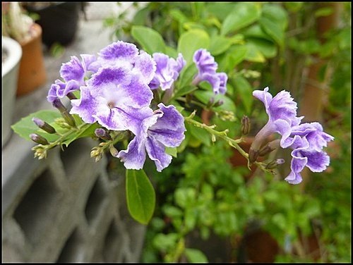 台北花卉村27.jpg