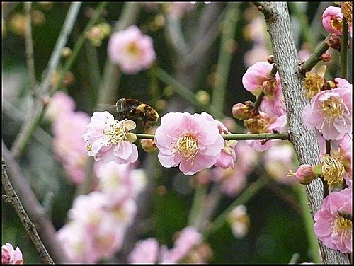 紅梅香~牠知道03.jpg