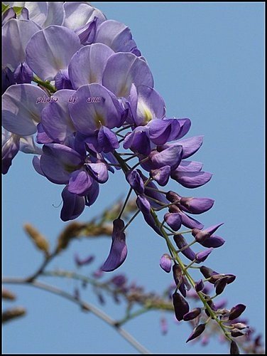 春天ㄟ花蕊~紫藤01.jpg