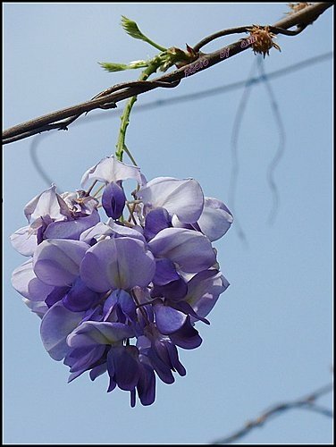 春天ㄟ花蕊~紫藤08.jpg