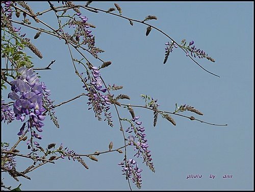 春天ㄟ花蕊~紫藤14.jpg